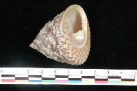 藏品(花斑鐘螺)的圖片